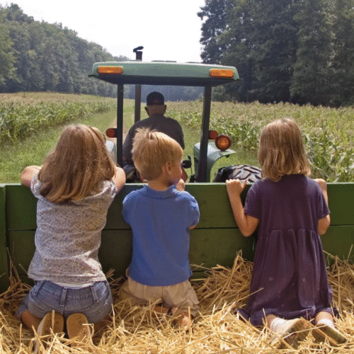Kids riding on hay in the back of a tractor.